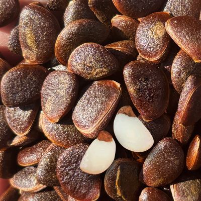 野生柿子籽核手工DIY天然果核手串材料挂件饰品制作文玩植物树籽