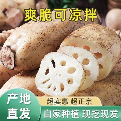 【5斤】现挖正宗九孔清炒蔬菜煲汤火锅凉拌莲藕应季新鲜整箱脆藕