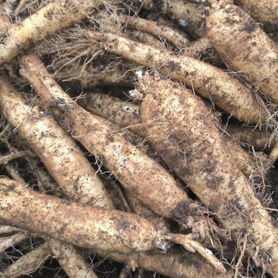 党参:滋补养生原料,传统补品,品质保证,现挖现发货