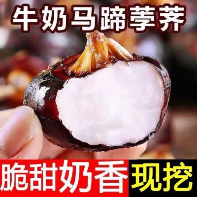 荔浦马蹄荸荠鲜马广西特产蔬菜现挖新鲜水果地栗当季农家荸荠