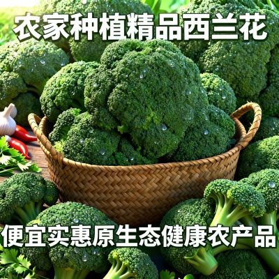现摘西兰花 农家种植 新鲜蔬菜 花椰菜 产地直发便宜