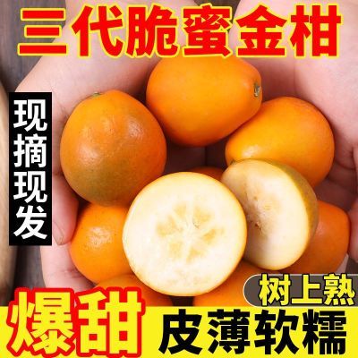【产地直发】正宗广西融安第三代脆蜜金桔鲜果当季水果新鲜现摘鲜