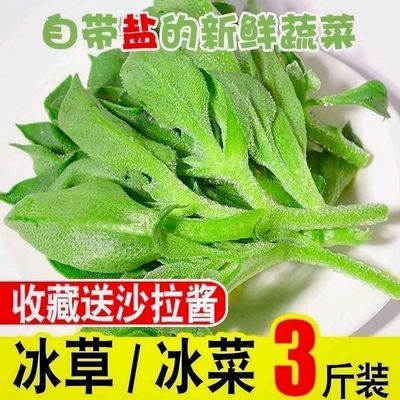 优选新鲜冰菜冰草即食凉拌菜冰叶沙拉菜火锅食材当季直发包邮