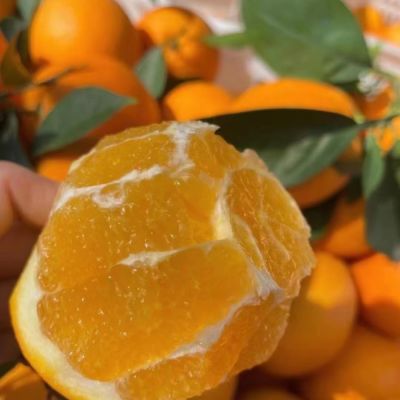 (10斤箱)赣南脐橙新鲜孕妇儿童应季水果白肉无籽橙子寻乌县自产区