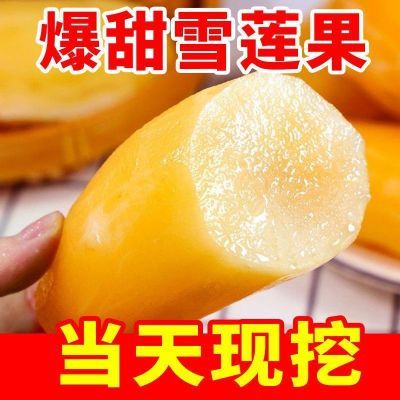 【爆甜】云南天山雪莲果红心特级新鲜水果头茬超脆甜整箱批发价
