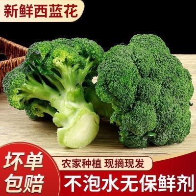 新鲜西兰花青花菜脆嫩菜新鲜摘蔬菜西蓝花时令花菜可做沙拉菜减脂