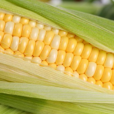 云南金银水果玉米现摘新鲜甜脆甜玉米棒甜脆爆浆嫩非糯玉米包邮