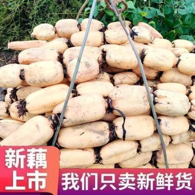 便宜脆藕新鲜应季蔬菜现挖脆嫩莲藕新鲜大个莲藕火锅蔬菜食材生