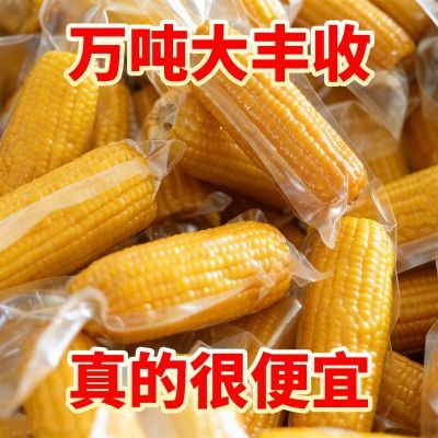 老品种笨玉米不甜不糯有嚼劲儿时味道真空装半成品玉米棒黄玉米