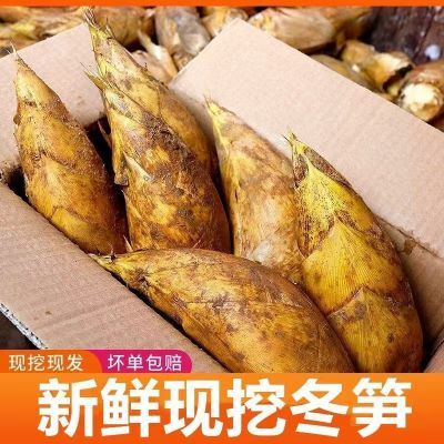 冬笋新鲜现挖正宗带皮竹笋带壳两头尖冬笋火锅配菜食材当季蔬菜