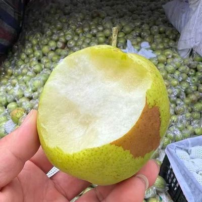 正宗山西玉露香梨脆甜多汁新鲜水果批发【瑕疵果,疤痕果】