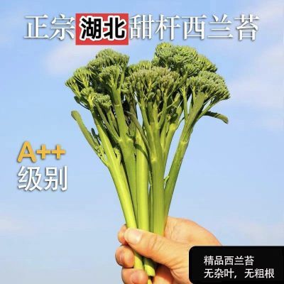 【精品西兰苔】长杆西兰花甜杆西兰花西兰苔新鲜甜杆西兰蔬菜沙拉