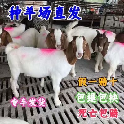 正宗波尔山羊纯种小羊羔活苗成年羊苗怀孕种羊苗羊母羊公羊养殖