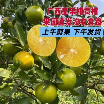 【精选好果】正宗广西皇帝柑薄皮皇帝贡柑当季水果柑橘桔子