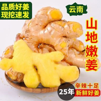 【姜农自卖】新鲜正宗黄姜云南特级生姜新鲜现挖新姜批发蔬菜