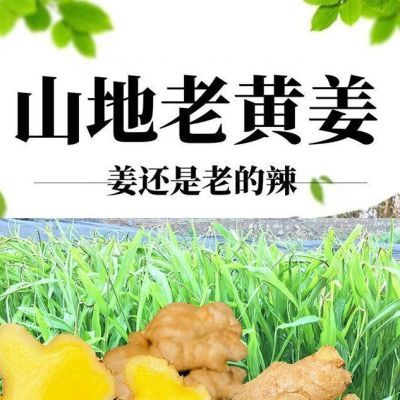 新鲜现挖贵州老黄姜农家自种原生态时令无硫精选生姜小黄姜二黄姜