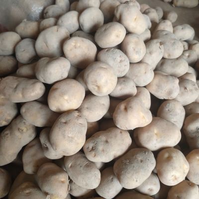 恩施马尔科土豆正宗老品种土豆70年代高山农家自种黄心富西小土豆