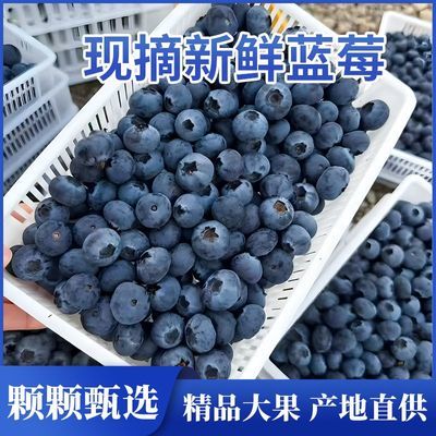 【按斤卖】蓝莓新鲜大果现摘蓝莓鲜果蓝莓批发云南花香蓝莓孕妇