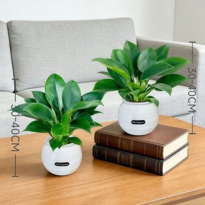 【基地直发】30-40CM金钻绿公主绿植盆栽室内客厅桌面装饰植物