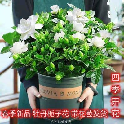 大花浓香型带花苞牡丹栀子花多瓣室内绿植盆栽四季开花卉净化空气