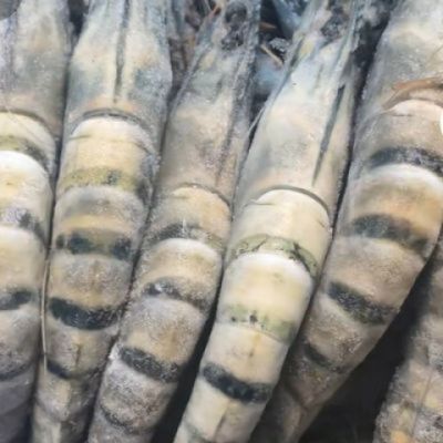 黑虎虾一箱净重4斤约56只左右(拍2箱送海兔一袋)连云港发货