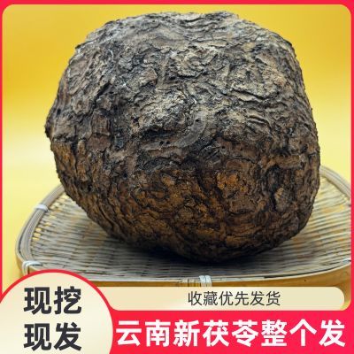 云南新鲜茯苓 整颗产地直发无熏硫茯苓新鲜新鲜茯苓整个