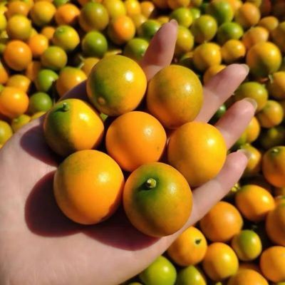 广西桂林脆皮金桔正宗新鲜当季纯甜水果薄皮金桔小金桔无籽薄皮