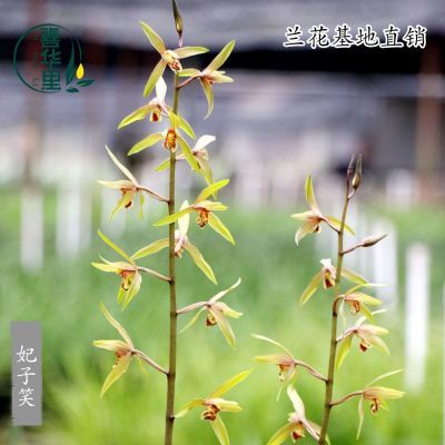 高端九华蕙兰老种妃子笑带花浓香型好养阳台客厅花卉绿植桌面盆栽