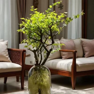 小叶女贞高端水培鲜切植物丁香绿植四季室内软装懒人摆件好养