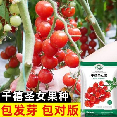 ���ڲ�����ǧ��ʥŮ����������С�������ӳ����ļ����ָ߲������߲��������� 5.5Ԫ