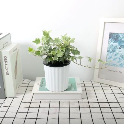 ���ڲ����������������ļ���������������Կ�����̨�칫�Ҿ�����������ȩ 15.5Ԫ