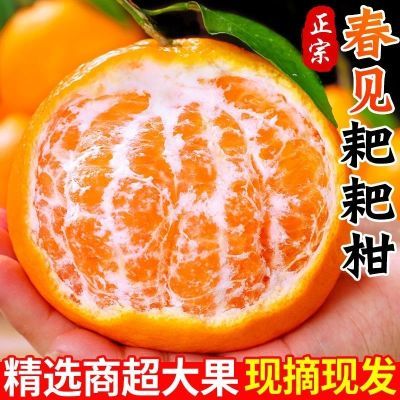 果园直发正宗春见耙耙柑应季四川新鲜当季水果丑橘柑橘子整箱批发