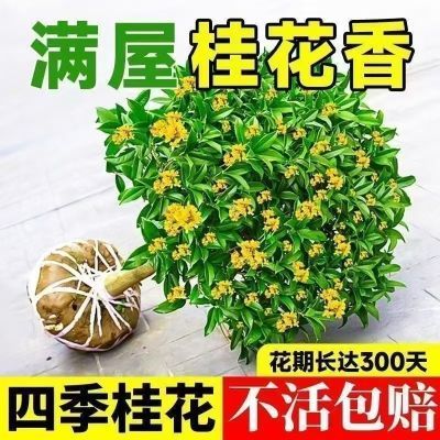 【马上开花】正宗四季桂花盆栽月月桂花树浓香型绿植室内四季好养