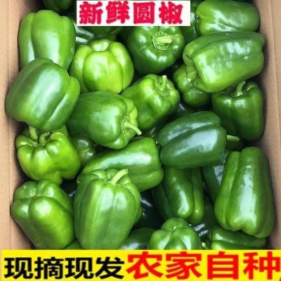 当季新鲜圆椒甜椒椒菜椒柿子椒不辣太空家常菜便宜蔬菜