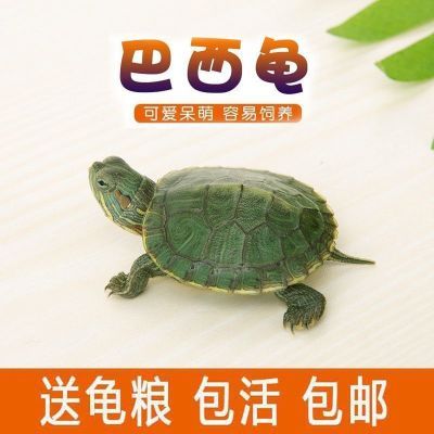 网红认主人迷你巴西龟苗宠物活体玄武小乌龟苗长寿迷你家养送饲料