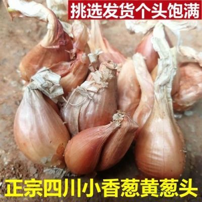 四川小香葱黄葱头四季葱头火葱头干葱头小葱头特价包邮