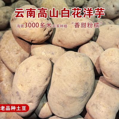 昭通大山包白花洋芋新鲜老品种黄心大土豆米拉洋芋黄皮粉糯马铃薯