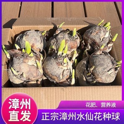 正宗漳州水仙花种球水养植物开花带香味室内水培花卉植物水仙球