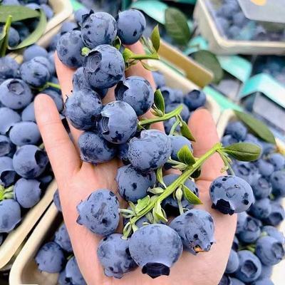 云南高山新鲜蓝莓  孕妇宝宝应季水果 现采现发【110g一件包邮】【1月1日发完】