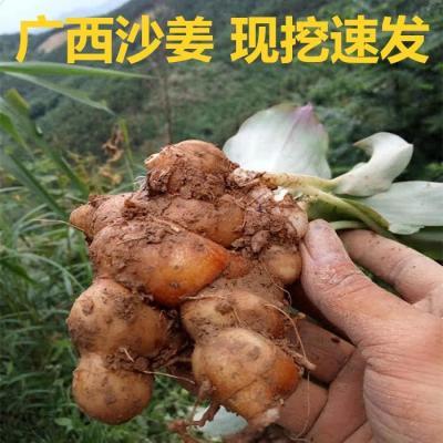 新鲜广东沙姜现挖沙姜正宗白切鸡椰子鸡沙姜鸡沙姜调味配料性价比