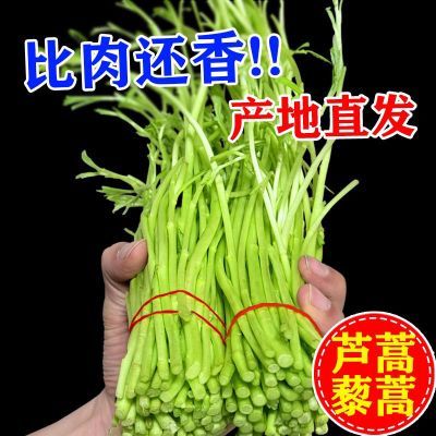 新鲜苏北当季芦蒿带叶鲜嫩包赔黎蒿自种篱蒿农家蔬菜批发现摘现