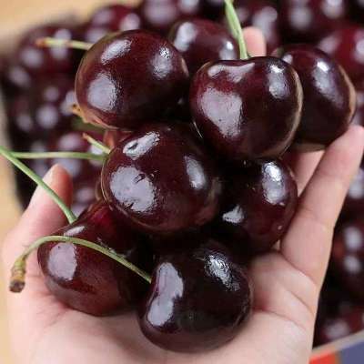 智利进口车厘子桑提娜黑珍珠车厘子