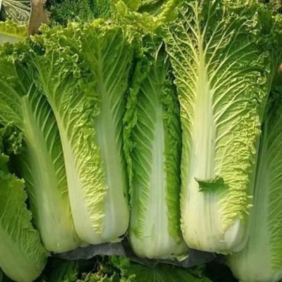 贵州高山白菜露天种植火锅新鲜配菜当季青麻高帮菜高帮白菜青麻叶优惠商品图片