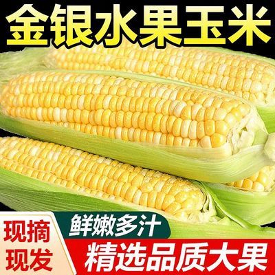 新鲜金银水果玉米新鲜甜玉米开袋即食嫩玉米生吃爆浆玉米棒子批发