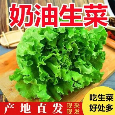 【5斤】云南意大利生菜沙拉蔬菜生吃蔬菜现摘现发生菜火锅刷菜