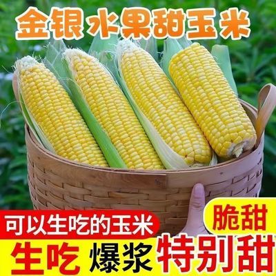 现摘金银水果玉米新鲜甜玉米嫩玉米生吃爆浆应季水果玉米包邮