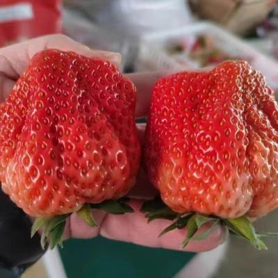 红颜草莓丑果个头暴甜天然果形无公害牛奶草莓大果扇形新鲜
