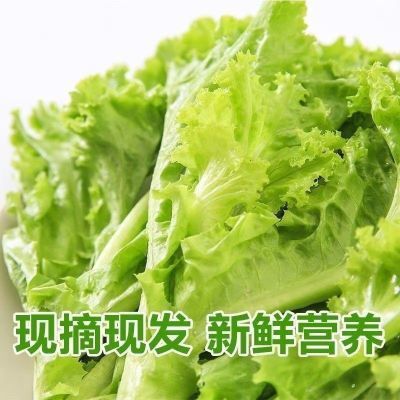 生菜新鲜农家意大利生菜现摘健康食品绿色青菜5斤整箱