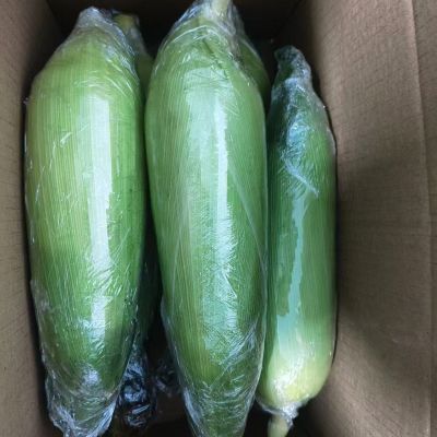 新鲜现摘水果玉米新鲜黄金玉米棒子带皮苞米甜玉米整箱批发价