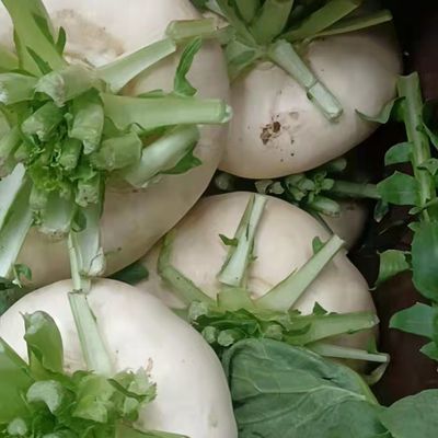 3斤5斤温州特产新鲜盘菜头 大盘菜【 新上市盘菜不是特别好看】